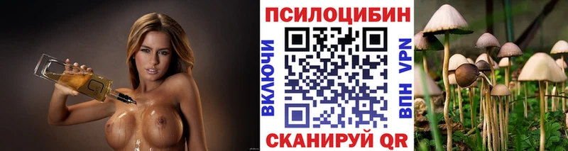 купить   Приволжский  Псилоцибиновые грибы Cubensis 